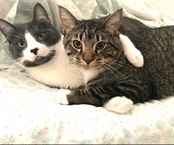 Baxter (left) and Winston 2018 - 